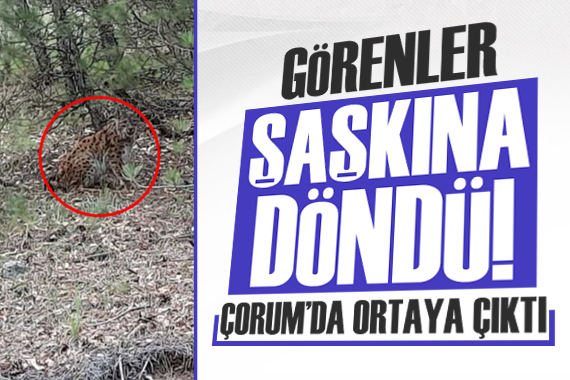 Çorum da ortaya çıktı, görenler şaşkına döndü!
